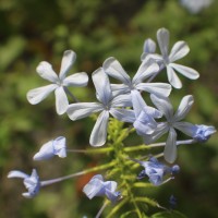 <i>Plumbago auriculata</i>  Lam.